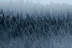 Padure De Pini Langa Corvara Val Badia
